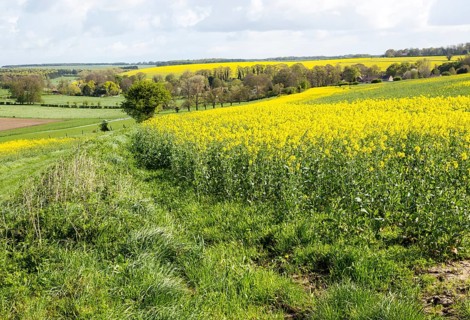 Yellow flowering oil seed rape crop growing on Salisbury Plain, near Orcheston, Wiltshire, England,