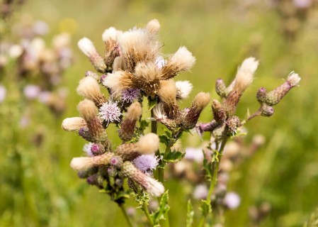 Meadow Thistle, Cirsium dissectum, flowers and pappi seed-heads River Deben, Sutton, Suffolk,