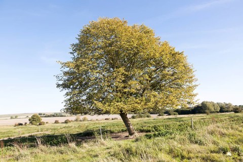 Small leafed lime tree, Tilia cordata, in autumn leaf, Richardson deserted medieval village,
