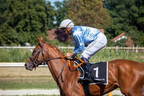 Race day at the racecourse in Hassloch, Palatinate. Cantering in in front of the Hassloch Mile