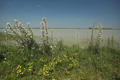 Perennials with sticky campion (Silene viscosa) on the shore of Lacke, lake, perennial, flowers,