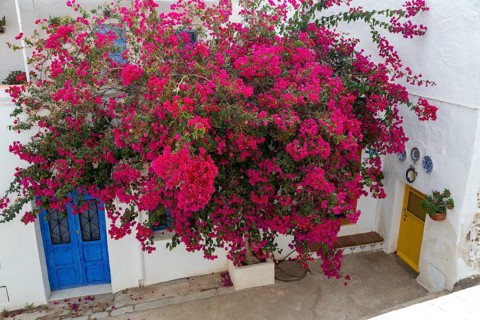 Red flowers of bougainvillea plant, Nyctaginaceae, village of Nijar, Almeria, Spain, Europe