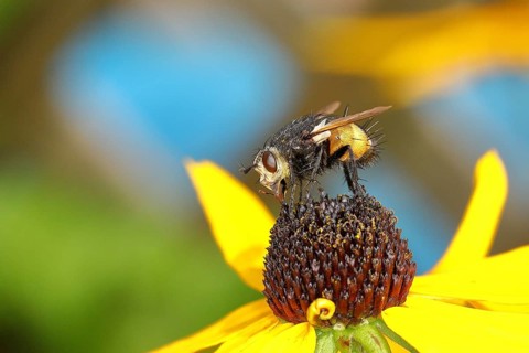Hedgehog fly (Tachina fera), collecting nectar from a flower of the yellow coneflower (Echinacea