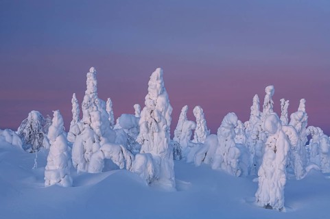 Snow-covered trees in tundra, Arctic, evening light, winter, Dalton Highway, Alaska, USA, North
