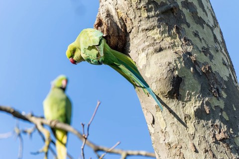 Rose-ringed parakeet (Psittacula krameri) hanging from a tree at the breeding den, wildlife,