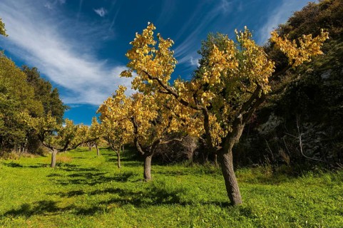 Apricot trees in autumn, agriculture, fruit, apricot, orchard, autumnal, foliage, tree, deciduous