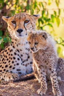 Cheetah (Acinonyx jubatus) mother with a cute cub resting in the shade on the savanna in africa,