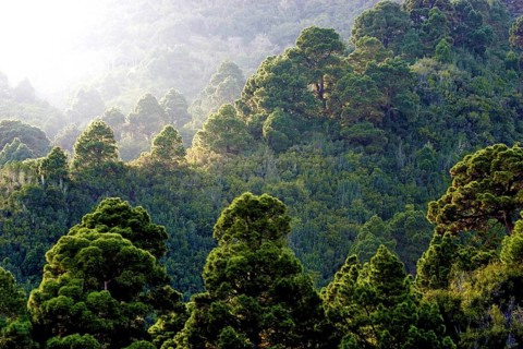 Forest of Canary Island pines (Pinus canariensis) against the light, La Palma, Canary Islands,