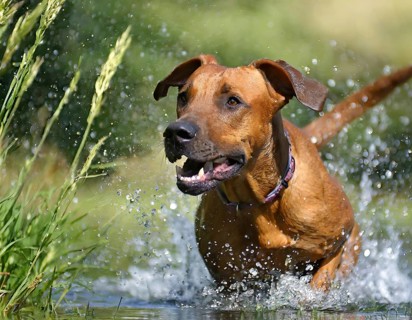 Dog, young dog, Rhodesian Ridgeback, recognised dog breed from South Africa (picture AI generated),