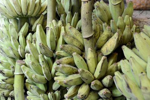 Fresh bananas at a market in Mandalay, Mandalay, Myanmar, Asia