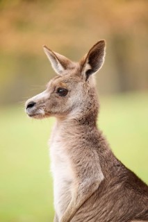 Western grey kangaroo (Macropus fuliginosus), portrait, Germany, Europe