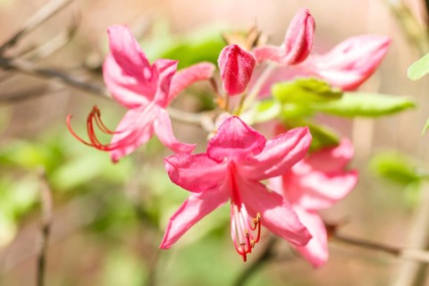 Rhododendron (azalea) flowers of various colors in the spring garden. Closeup. Blurred background