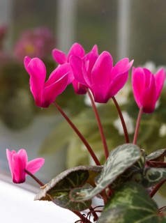 Pink cyclamen on a windowsill
