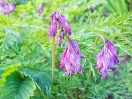 Dicentra bloom in spring garden