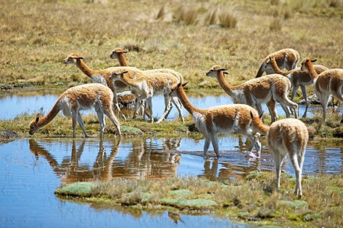 Vicunas or vicunas (Vicugna vicugna) grazing at a waterhole in the Andean highlands, Andahuaylas,