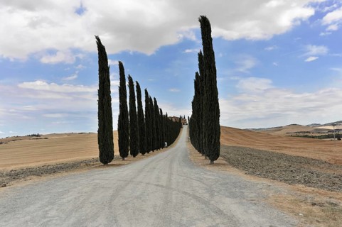 Cypress avenue with farmhouse, south of Pienza, Tuscany, Italy, Europe