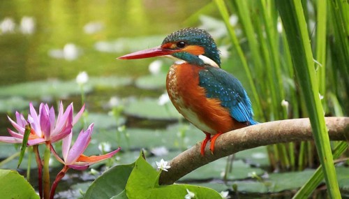 KI generated, animal, animals, bird, birds, biotope, habitat, a, individual, water, perch, reeds,