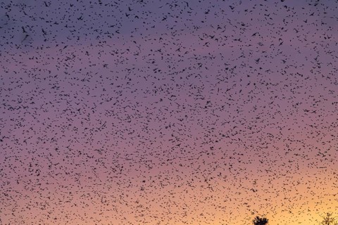Natural spectacle in the Swabian Alb. Flocks of bramblings (Fringilla montifringilla) spend the