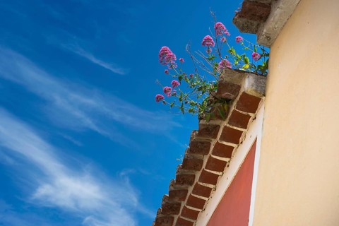Flower-covered roof, lovely, idyllic, flowers, decoration, architecture, facade, earth colours,