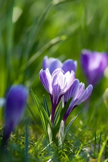 Lilac spring crocus (Crocus Vernus Vernus)