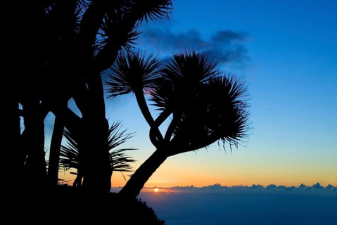 Dragon Tree (Dracaena Draco) La Palma, Canary Islands, Spain, Europe