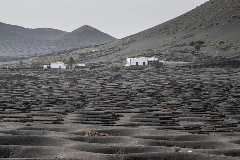 Wine growing in volcanic ash pits protected by dry stone walls, Yaiza, Lanzarote, Canary Islands,