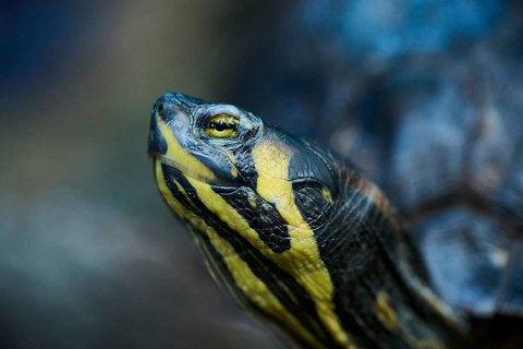 Red-eared slider (Trachemys scripta elegans), portrait, captive, Germany, Europe