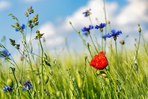 Red poppy flower (Papaver rhoeas), green barleys (Hordeum vulgare), cornflowers (Centaurea cyanus),