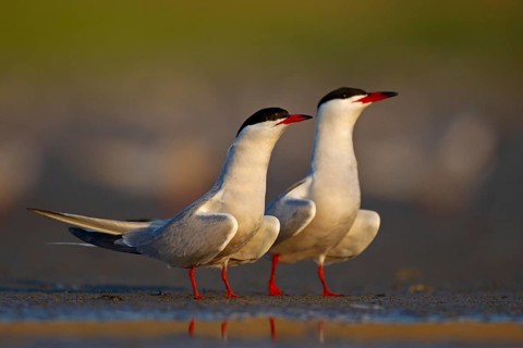 Common Tern (Sterna hirundo), courtship, mating, Danube Delta Biosphere Reserve, Romania, Europe