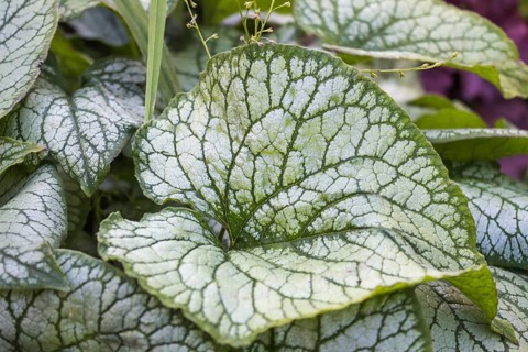 Brunnera patterned leaves in the garden