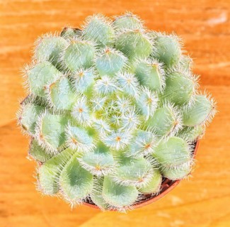 Beautiful little plant, succulent in a small flower pot. on the wooden background