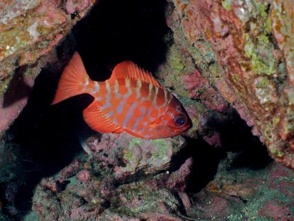 Bigeye glasseye snapper (Heteropriacanthus cruentatus), dive site Salemera, La Palma, Canary