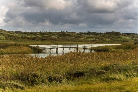 Wooden bridge in the reed belt over Nyminde Strom in front of a dune landscape, Norre fog, Region
