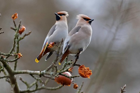 Bohemian waxwing (Bombycilla garrulus), winter visitor, invasion bird, Thuringia, Germany, Europe