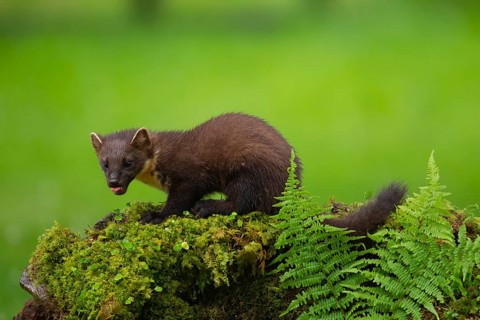 Pine marten (Martes martes) adult animal on a moss covered stone wall, Ardnamurchan, Scotland,