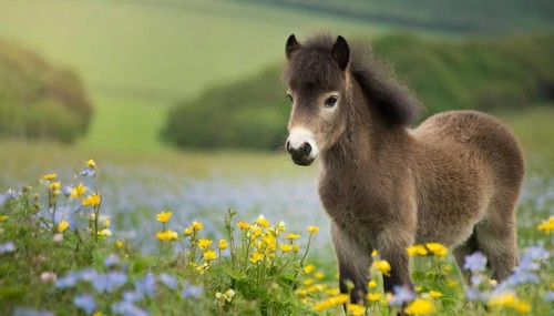 KI generated, animal, animals, mammal, mammals, biotope, habitat, one, individual animal, foraging,