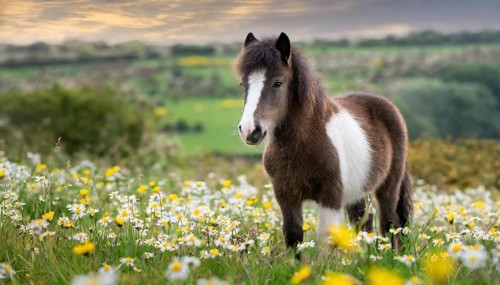 KI generated, animal, animals, mammal, mammals, biotope, habitat, one, individual animal, foraging,