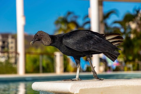 Black vulture (coragyps atratus) at a pool, La Crucecita, Baja de Huatulco, South Pacific Coast,