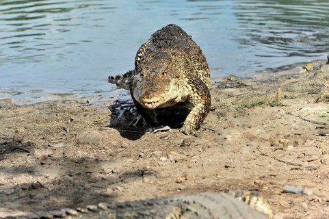 Cuban crocodile (Crocodylus rhombifer), demonstration crocodile farm Criadero de Cocodrilos, Parque
