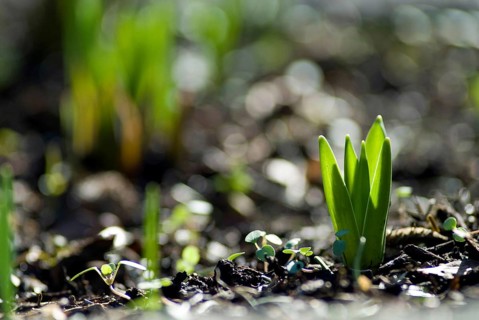 Young shoot of a yellow daffodil (Narcissus Pseudonarcissus)