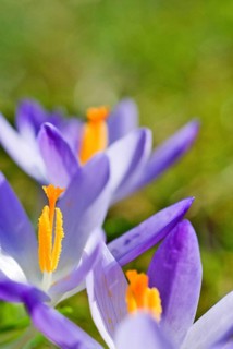 Spring crocus (Crocus Vernus) Munich, Bavaria, Germany, Europe