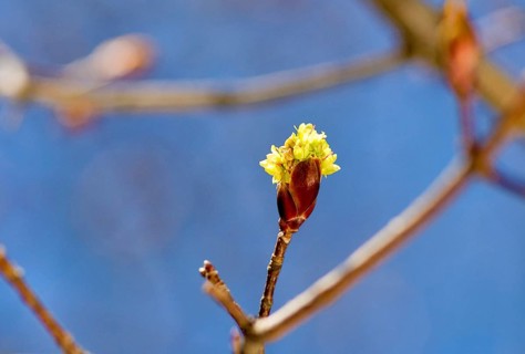 Buds of a red maple (Acer rubrum) against blue sky