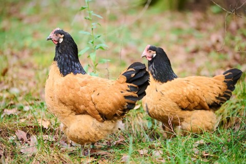 Chicken (Gallus gallus domesticus), 'Vorwerk', on a meadow, Bavaria, Germany, Europe