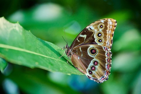 Peleides blue morpho butterfly (Morpho peleides) sitting on a leaf, Germany, Europe