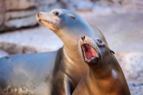 California sea lion (Zalophus californianus), portrait, captive, Germany, Europe
