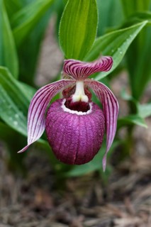 Beautiful orchids of different colors on green background in the garden. Lady's-slipper hybrids.