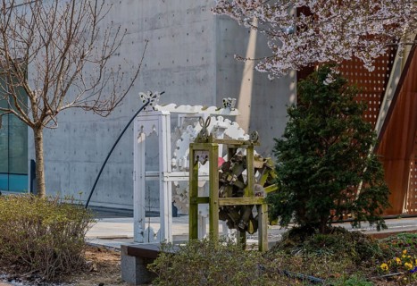 Two wooden waterwheels in front of building framed be cherry blossoms, leafless tree and evergreen