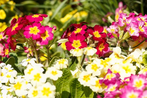 Primrose or primula in the spring garden. Purple, pink, yellow, white primroses in spring garden