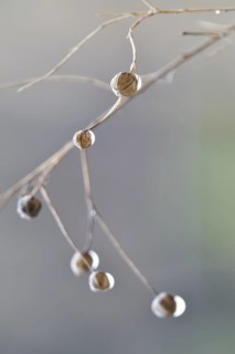 Linseed after the rain, February, Germany, Europe