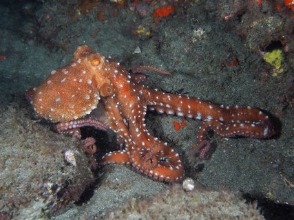 White spotted octopus (Callistoctopus Octopus macropus) at night. Dive site El Cabron Marine